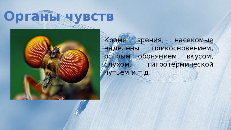 Чувства насекомых. Органы чувств насекомых. Органы обоняния у насекомых. Класс насекомые органы чувств. Органы зрения у насекомых таблица.