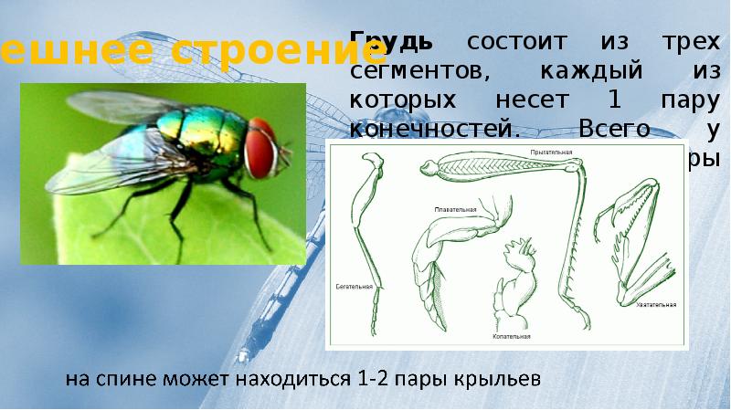 Каждый из которых со. Грудь насекомого состоит из трех сегментов. Грудь насекомых состоит из. Сегменты груди к насекомых несут пары конечностей. Три пары конечностей у насекомых.