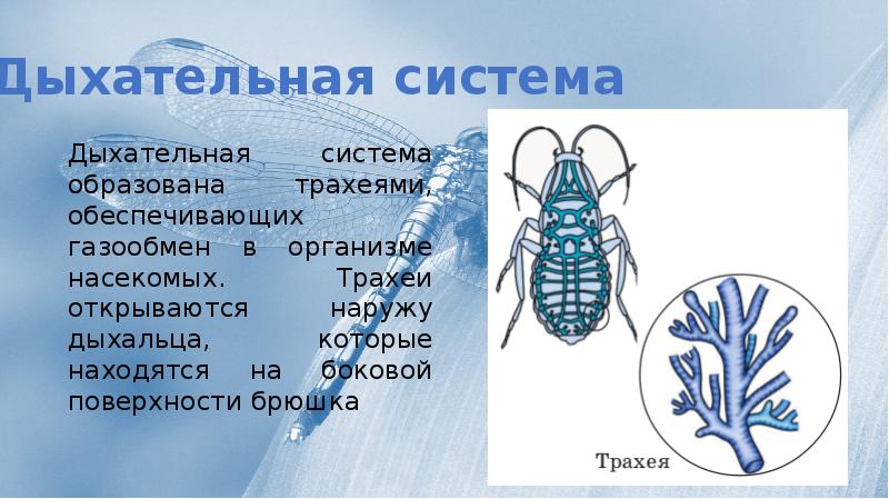 Дыхательная насекомых. Дыхательная система членистоногих насекомых. Дыхательная система насекомых 7 класс. Дыхательной системы класса насекомые типа Членистоногие:. Дыхательная система насекомых трахеи.