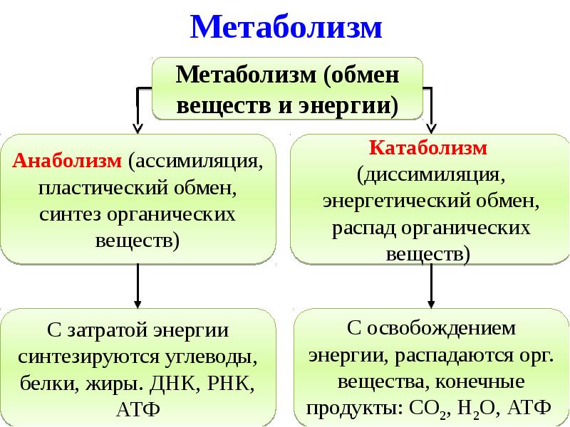 Пластический обмен презентация