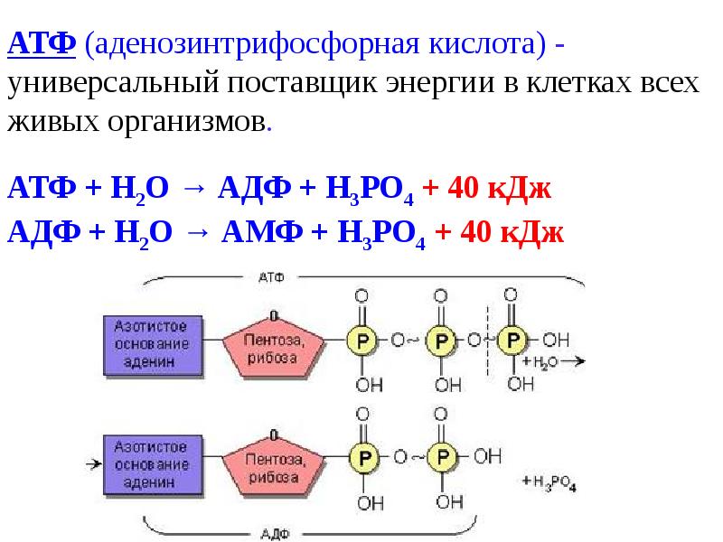 Энергетический обмен в клетке презентация