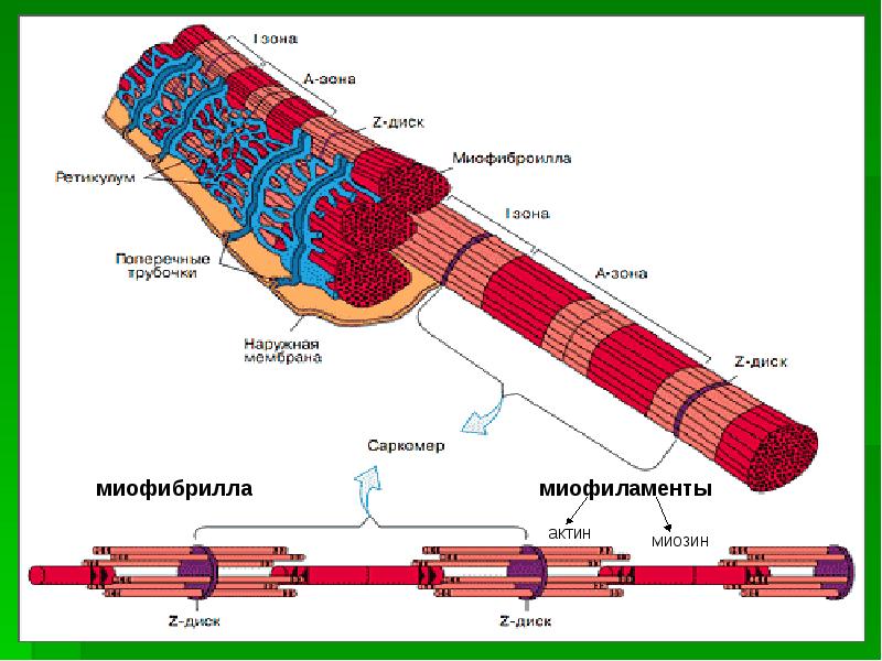 Схема строения поперечно полосатого мышечного волокна