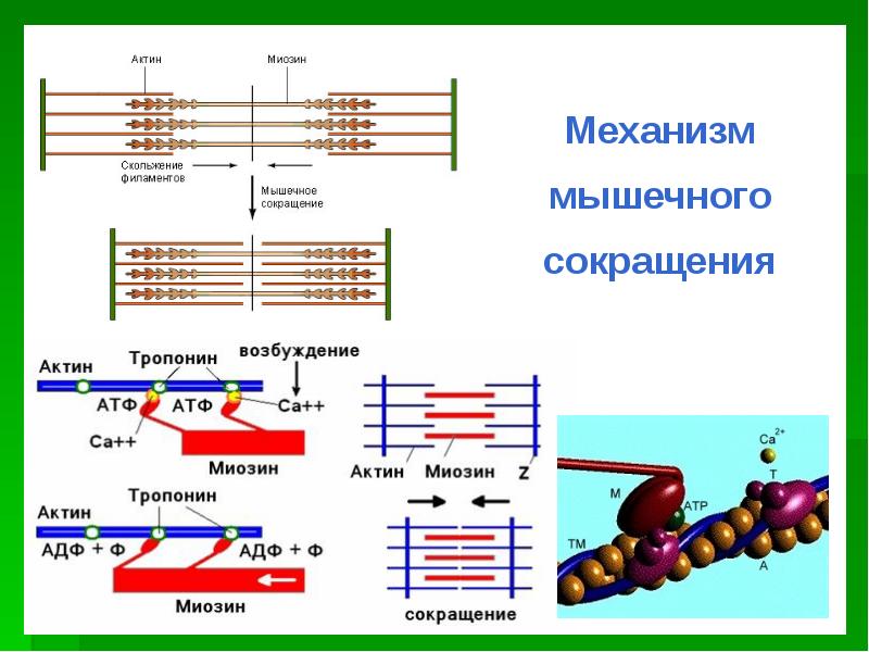 Механизм мышечного сокращения презентация