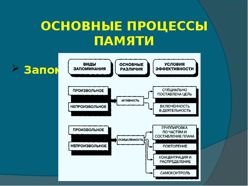 8 познавательных процессов