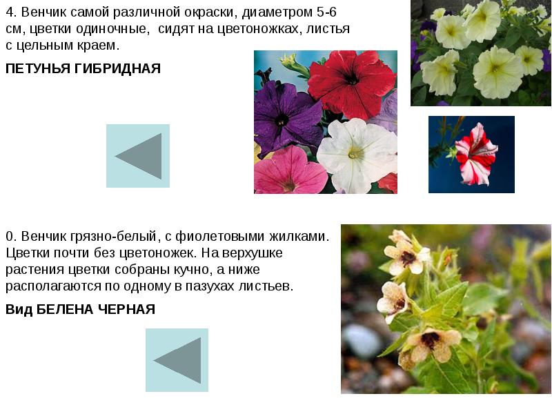 Какие это цветы определить по фото