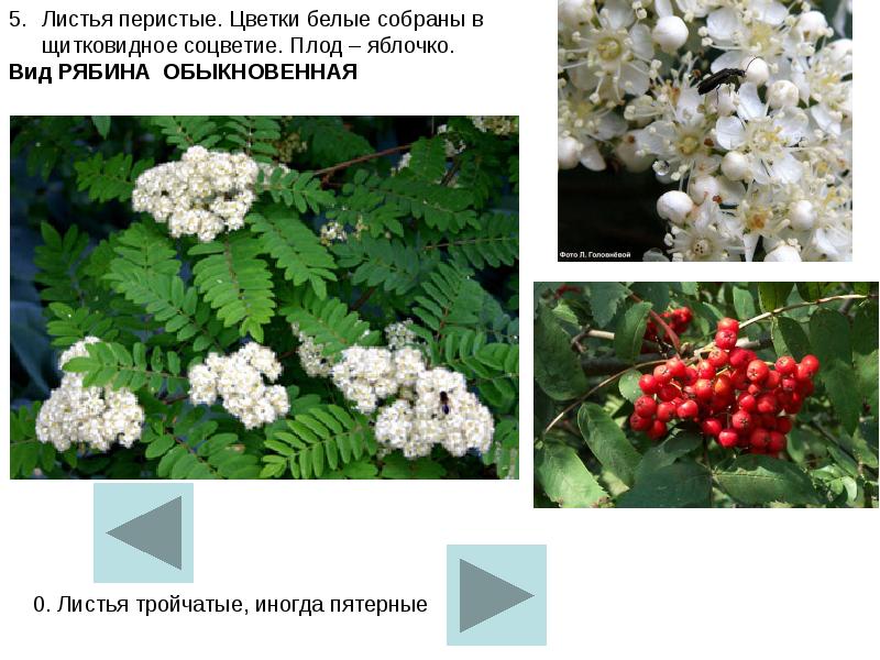Определитель цветковых растений онлайн по фото бесплатно