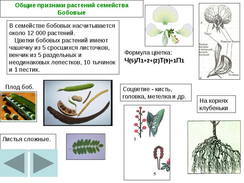 Классы цветковых растений 6 класс презентация