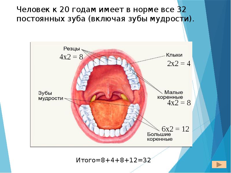 Пищеварение в ротовой полости презентация