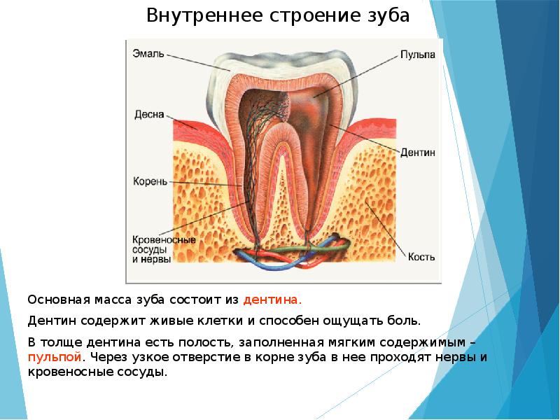Особенность строения дентина какую функцию он выполняет. Соединительная ткань строение зуба. Строение зуба человека нервные окончания. Строение зуба внутри.