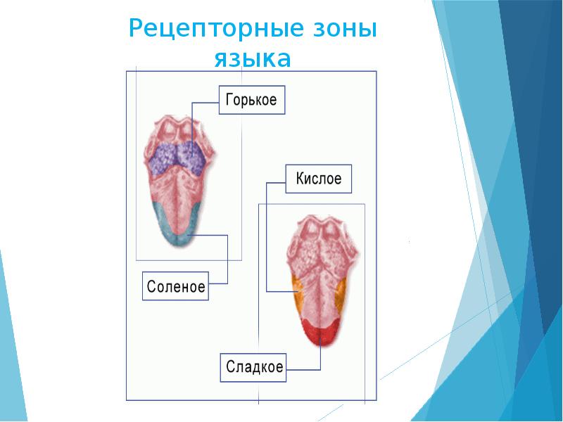 Дополни предложение зона языка отмеченная на рисунке цифрой 2 распознает вкус