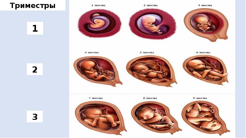 Пренатальное развитие картинки