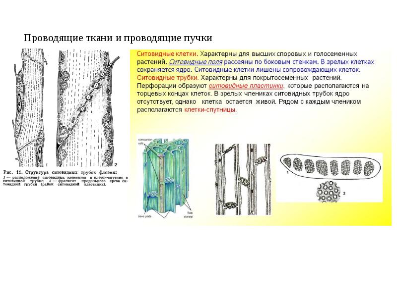 Проводящие ткани рисунок