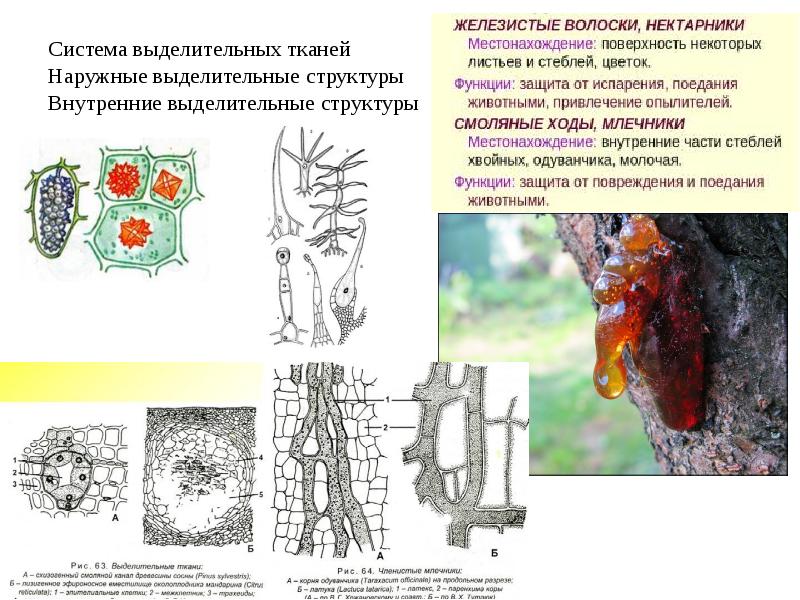 Выделительная ткань растений рисунок