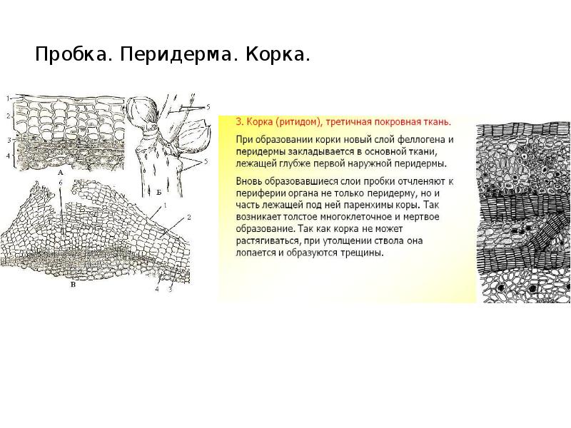 Корка кольцеобразная и чешуйчатая схемы