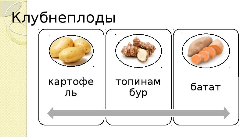 Виды клубнеплодов