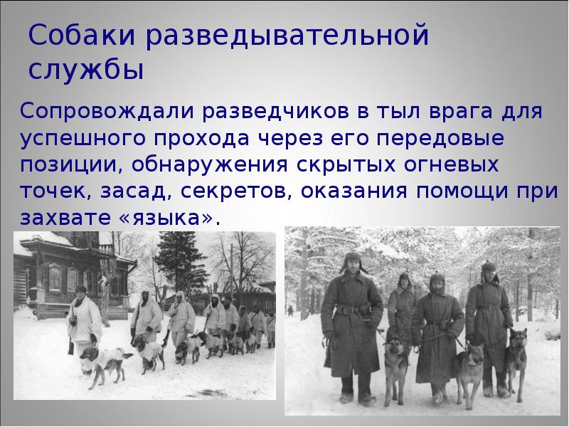 Проект собаки на войне 1941 1945