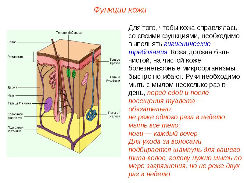 Вкусовые и обонятельные анализаторы презентация 8 класс