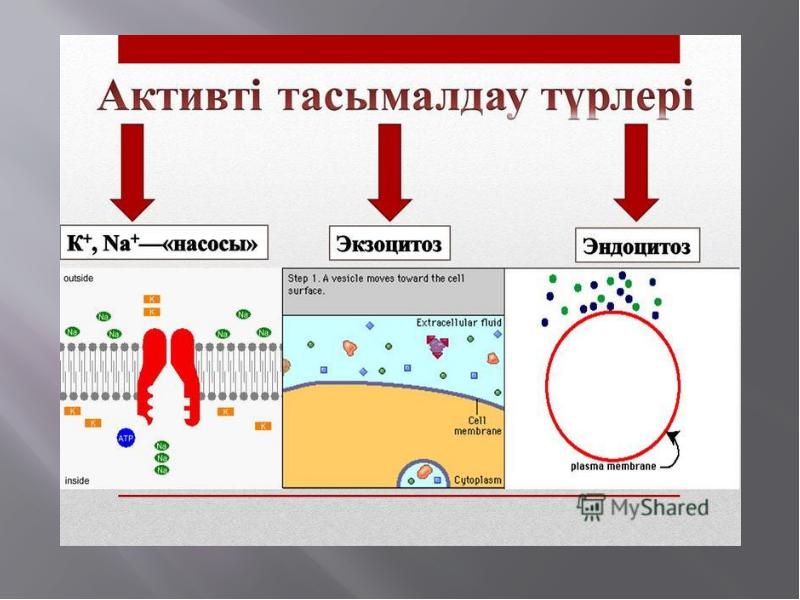 Биологиялық мембраналар презентация