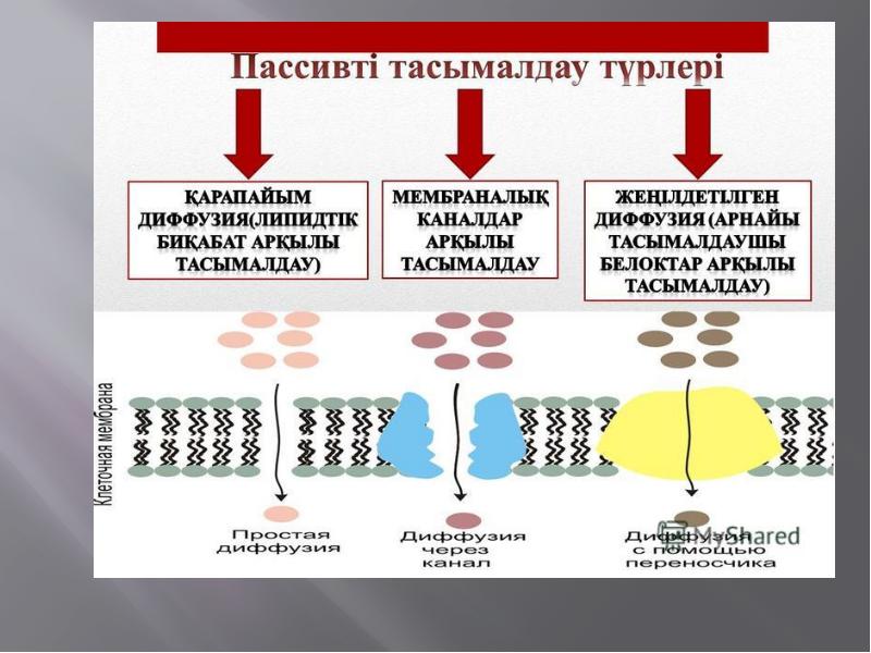 Биологиялық мембраналар презентация