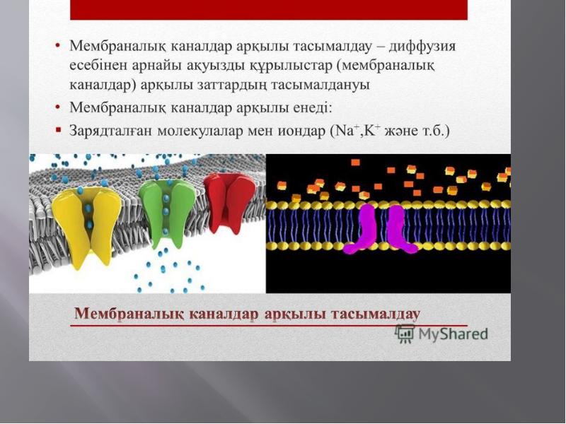 Биологиялық мембраналар презентация