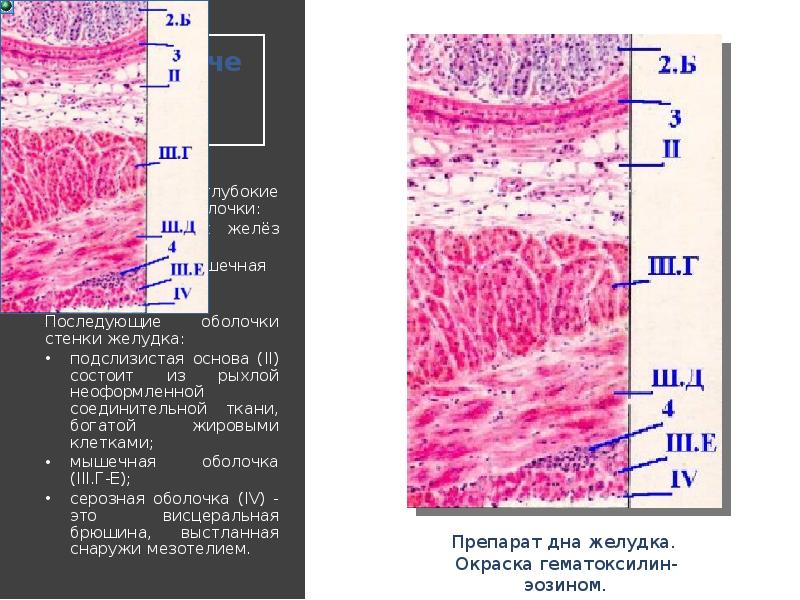 Трещины заднего прохода это дефект слоев а всей стенки б мышечного в подслизистого г слизистого