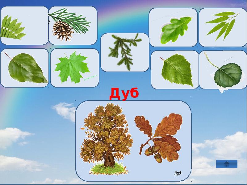 Выбрать лист. С какого дерева листок. Игра от какого дерева лист. Д/И С какого дерева листок. Лото с какого дерева листок.