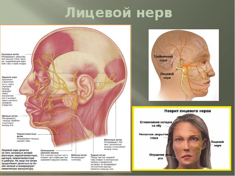 Нервная система лица человека схема