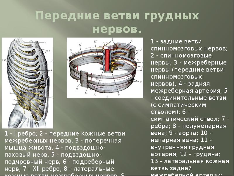 Иннервация грудной стенки