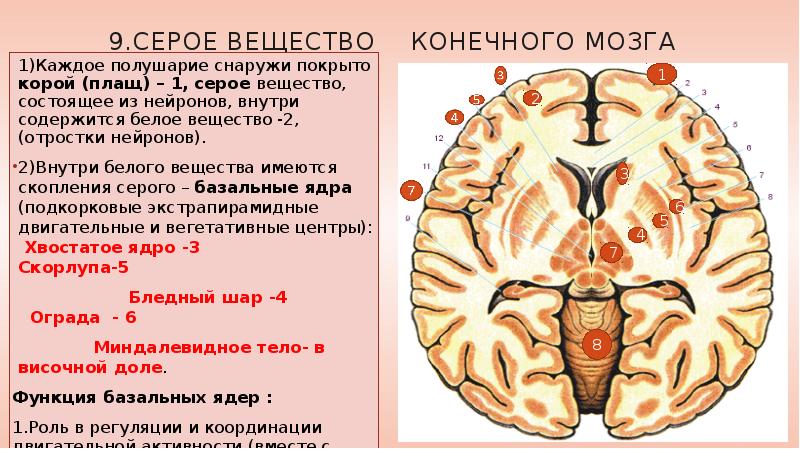 Какую функцию выполняет серое вещество мозга. Серое вещество конечного мозга. Конечный мозг серое и белое вещество. Серое вещество конечного мозга расположено. Конечный мозг строение и функции анатомия.