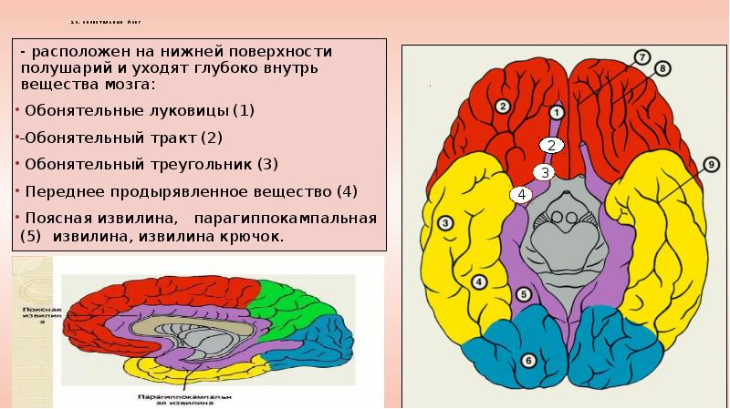 Центральный отдел обонятельного. Обонятельные луковицы головного мозга. Обонятельный треугольник мозга. Обонятельный мозг анатомия. Обонятельный тракт головного мозга.