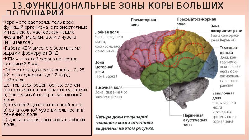Доли переднего мозга функции. Строение доли зоны коры головного мозга. Функциональные зоны больших полушарий головного мозга. Зоны коры головного мозга локализация функций. Функции зон коры головного мозга таблица.