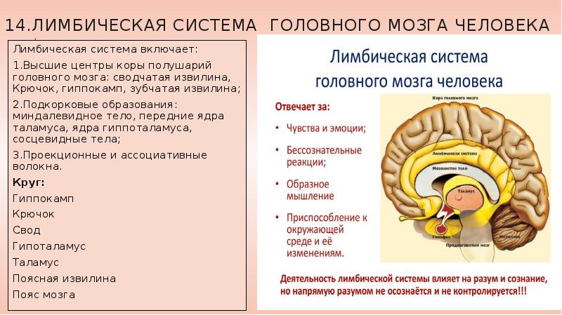 Лимбическая система рисунок