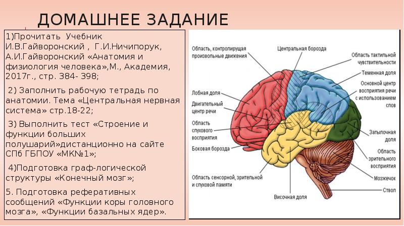 Физиология мозга. Физиология головного мозга. Головной мозг анатомия и физиология человека.