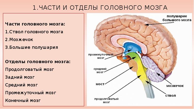 1.Части и отделы головного мозга  Части головного мозга: 1.Ствол головного