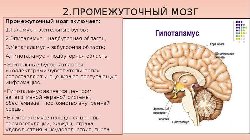 Головной мозг проект