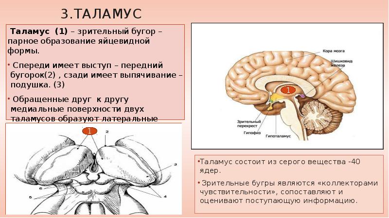 Обмен веществ промежуточный мозг. Мозг анатомия таламус. Промежуточный мозг таламус строение. Таламус зрительный бугор анатомия. Зрительные Бугры промежуточного мозга.