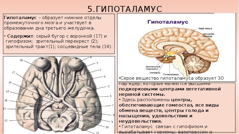 Серый мозг латынь. Отделы промежуточного мозга 3. Функции промежуточный мозг: гипоталамус головного мозга. Промежуточный мозг: отделы, внутреннее строение, третий желудочек.. Зрительный Перекрест промежуточного мозга.