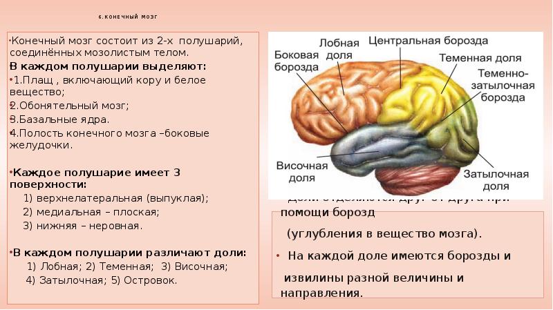 Большие полушария головного мозга функции и строение. Строение и функции конечного мозга больших полушарий. Строение конечного мозга человека. Строение коры конечного мозга. Конечный мозг большой мозг строение.