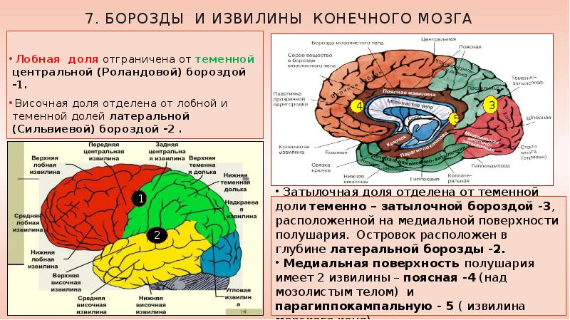 Основные доли мозга