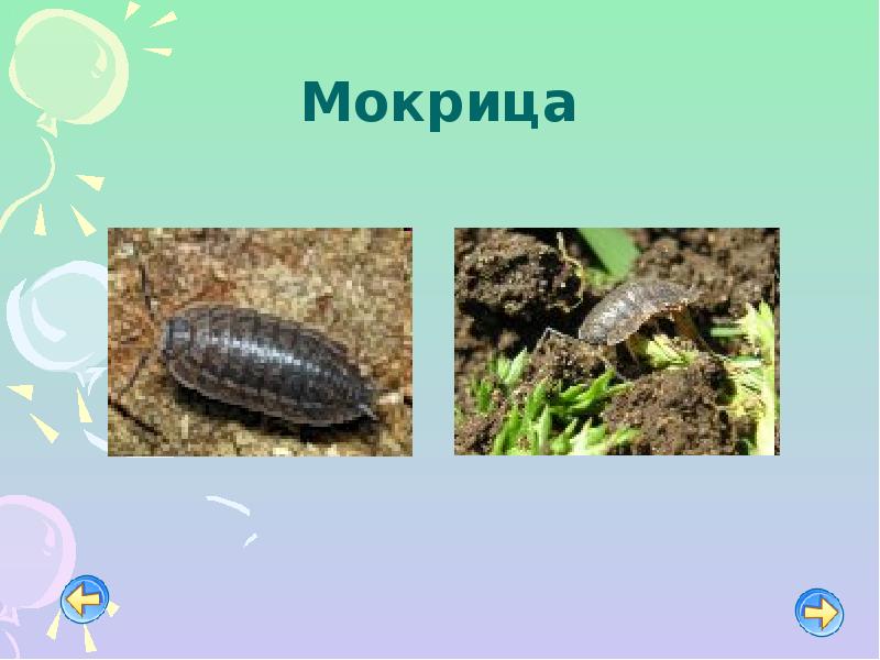 Какую среду обитания освоила земляника ответ впр. Мокрица среда обитания. презентация мокрицы. мокрица систематика. какую среду обитания освоили мокрица.