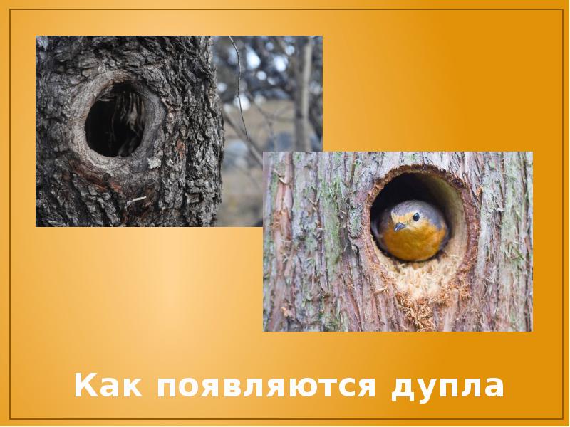 Как залечить дупло. Дупло как образуется. как появляется дупло. как появляется дупло в дереве. как образуется дупло в дереве.