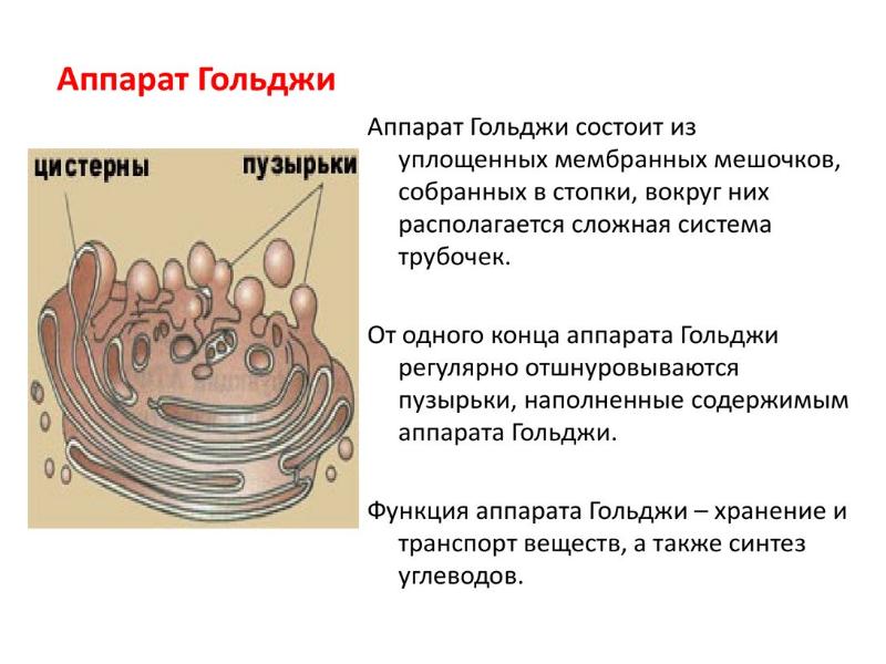 Аппарат гольджи презентация