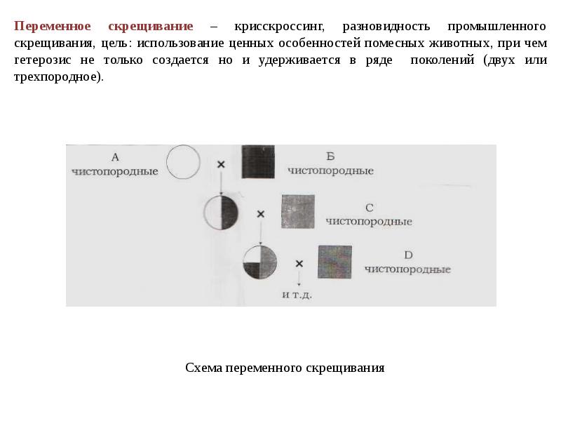 Схема промышленного скрещивания