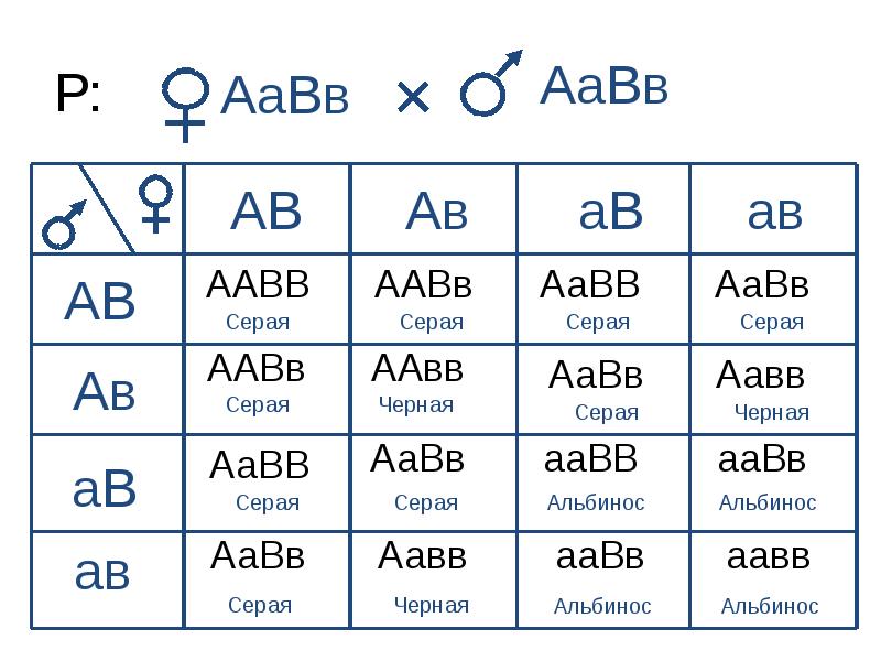 Какие гаметы образует генотип aabb. AABB * AABB решётка Пеннета. Схема AABB Х ААВВ иллюстрирует скрещивание. ААВВ ААВВ. AABB AABB генотип.