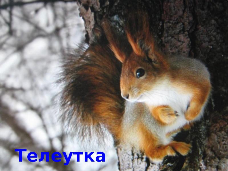 Животные Тульской Области Фото