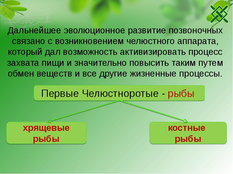 Усложнение живых организмов в процессе эволюции презентация