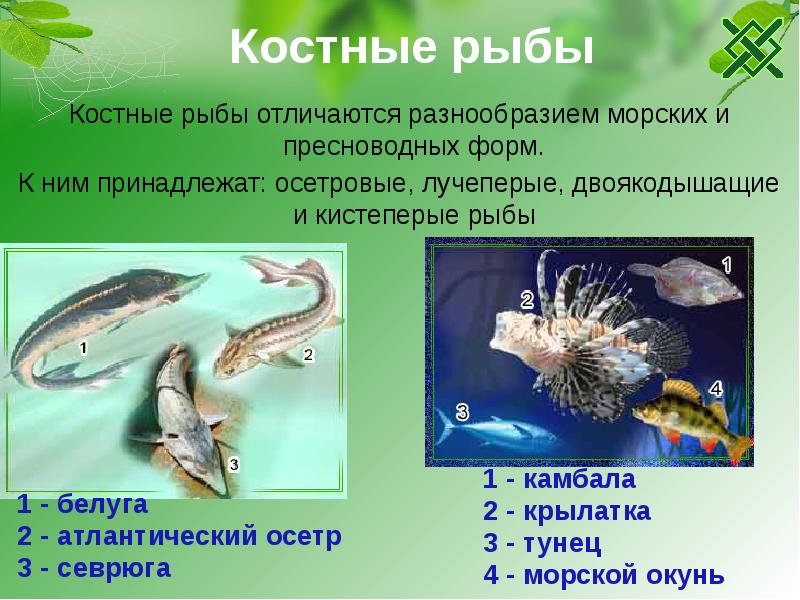 3 примера костных рыб. Костные рыбы. Разнообразие костных рыб. Лучеперые костистые рыбы. Класс костные рыбы.