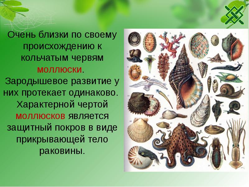 От каких животных произошли кольчатые черви моллюски. Моллюски происхождение. Эволюция моллюсков. Кольчатые моллюски. Моллюски произошли от.