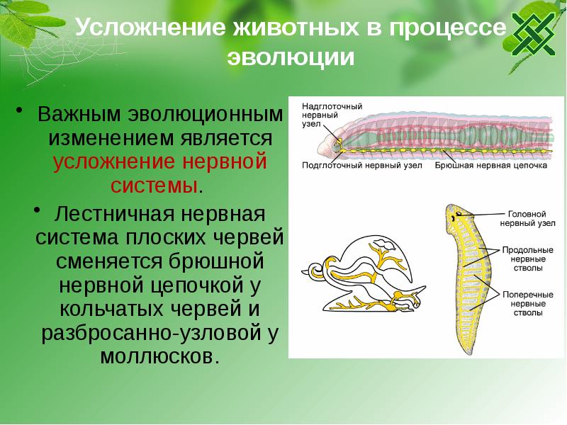 Усложнение живых организмов в процессе эволюции презентация