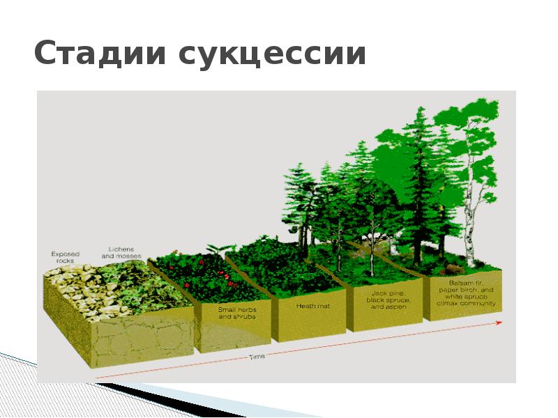 Стадии сукцессии